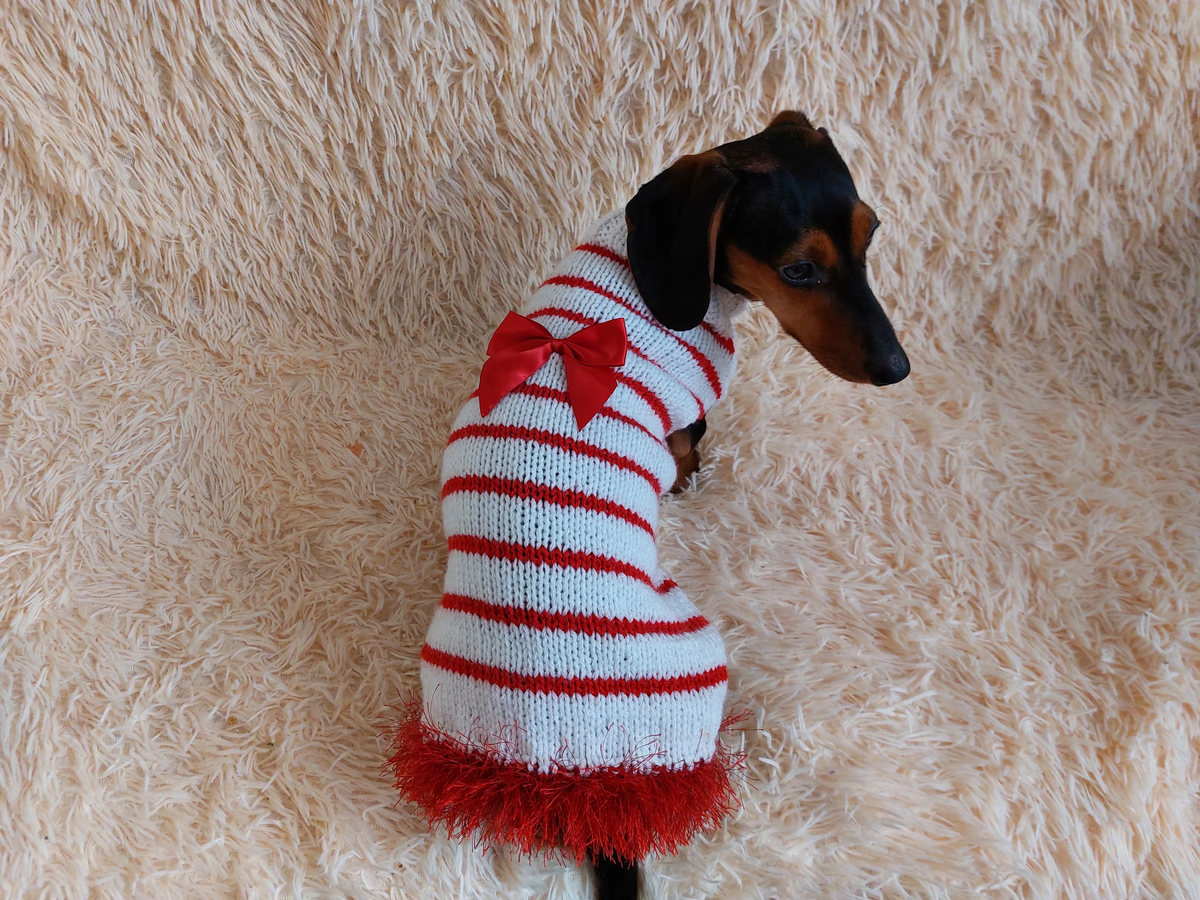 Red and white pet sweater with a bow, clothes with a bow for a mini dachshund