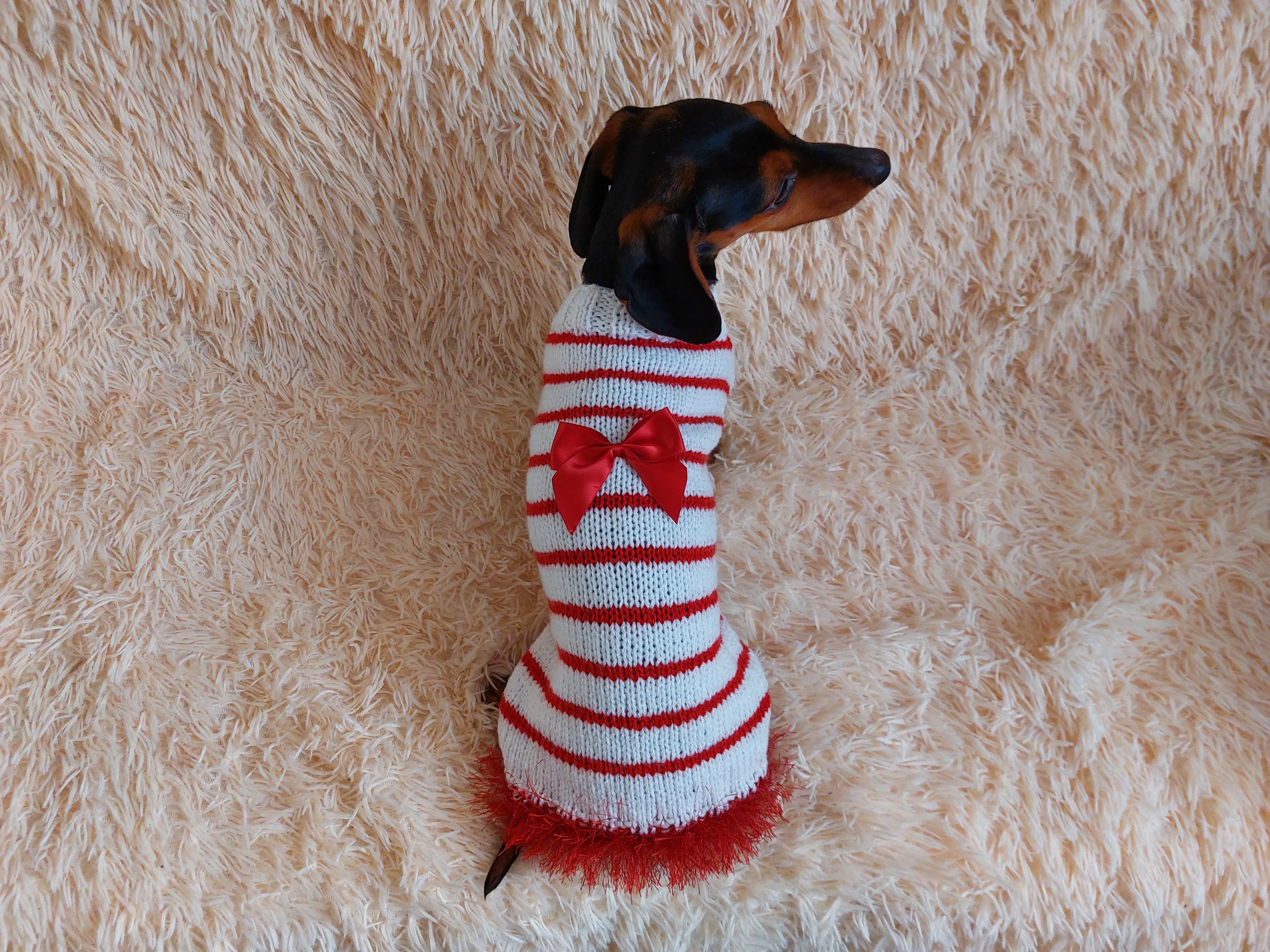 Red and white pet sweater with a bow, clothes with a bow for a mini dachshund