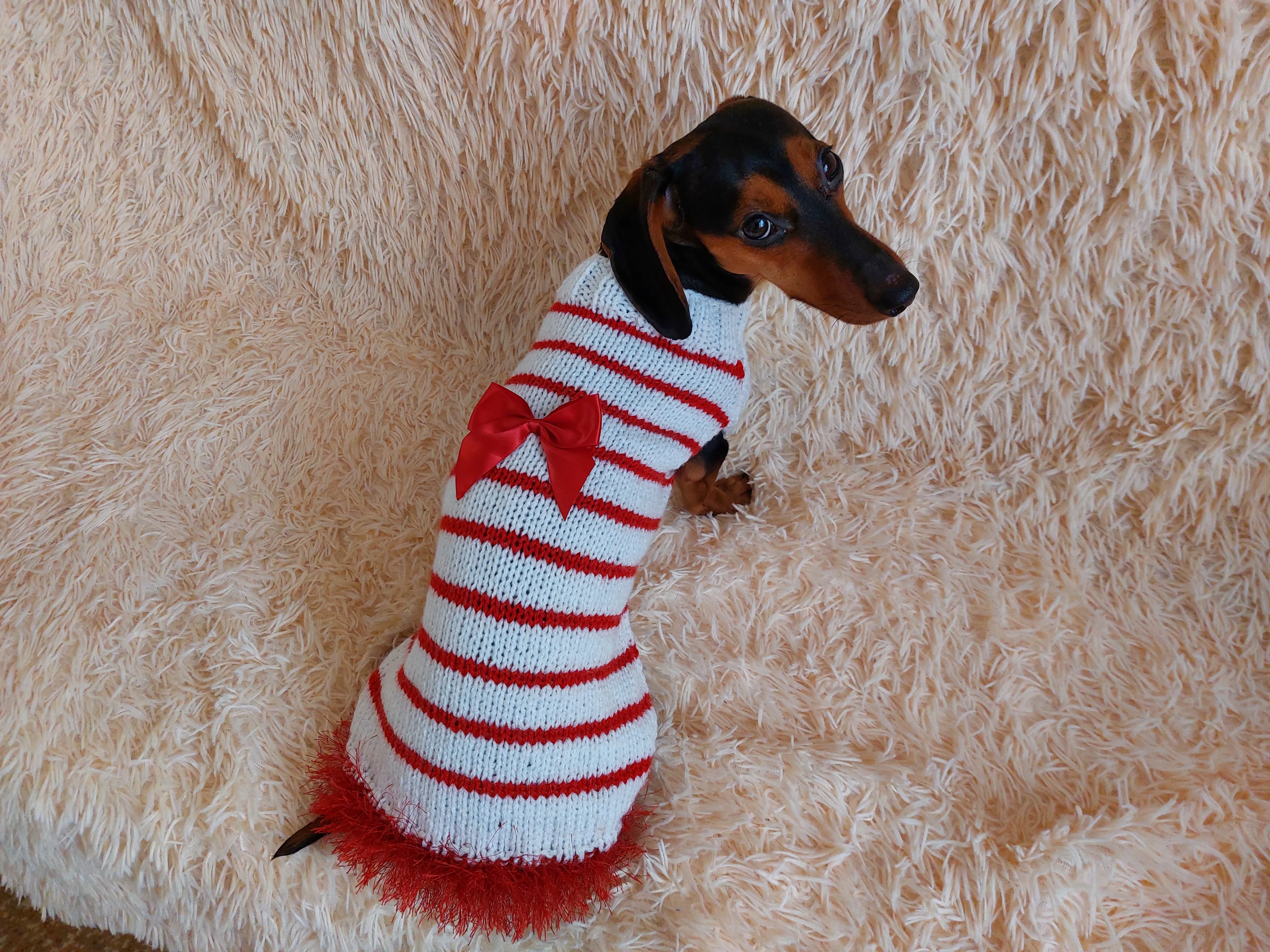 Red and white pet sweater with a bow, clothes with a bow for a mini dachshund