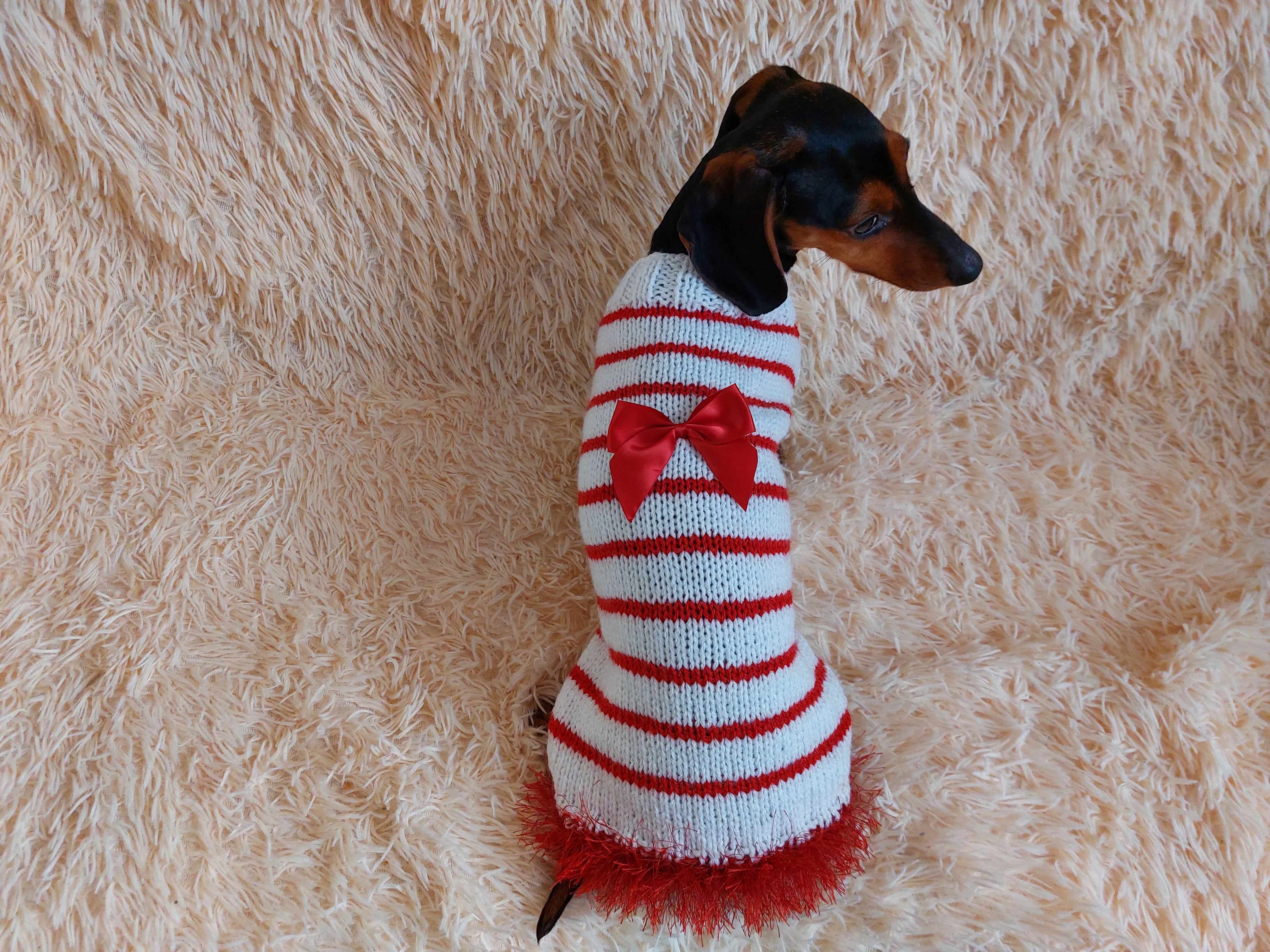 Red and white pet sweater with a bow, clothes with a bow for a mini dachshund
