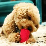 Sodapup Puppy Can Toy Durable Rubber Chew Toy & Treat Dispenser For Teething Pups