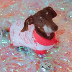 Strawberry Knitted Dog Sweater